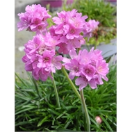 Sea Pink Thrift 175 Seeds