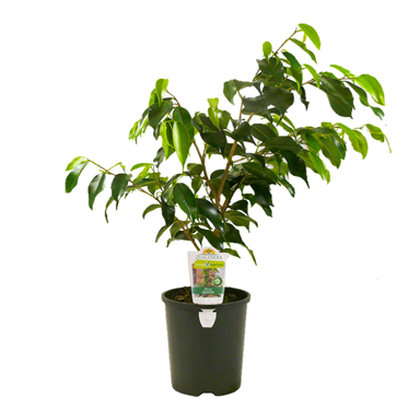 Wire Foliage Trees 1.5/" To 3/" 24//Pkg-Light Green