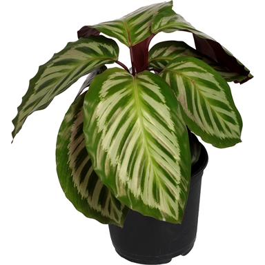 Calathea Bicajoux Pink Australian Plants Online