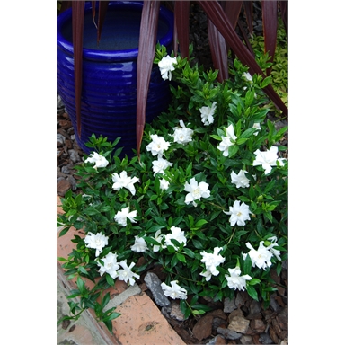 12.12L Gardenia - Gardenia radicans