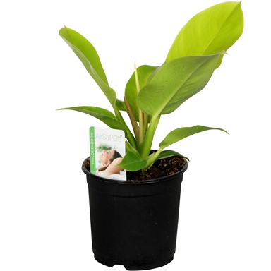 140mm Philodendron Imperial Golden Bunnings Warehouse