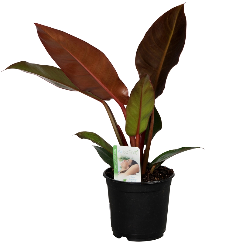 140mm Philodendron Sun Red Bunnings Warehouse