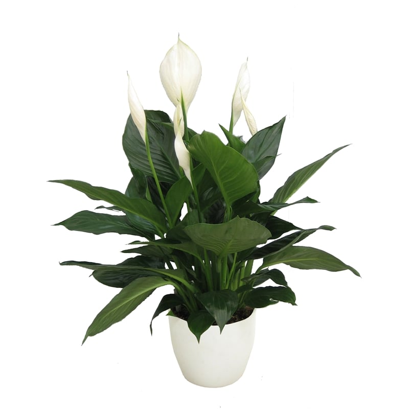 12cm Peace Lily Puro Pollen Free Spathiphllum Bunnings Warehouse