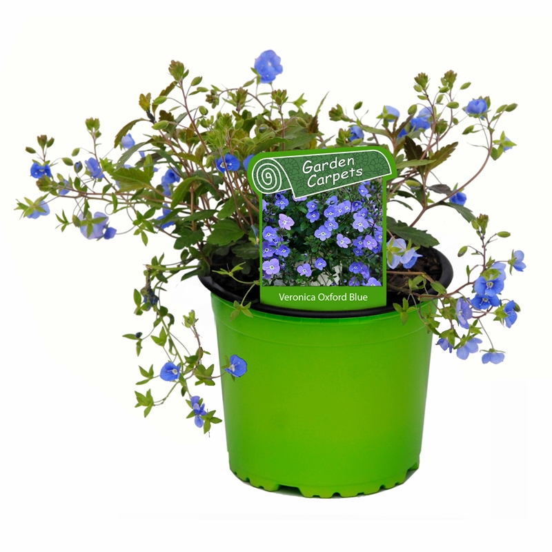 130mm Veronica Oxford Blue Veronica Peduncularis Bunnings Warehouse 130mm Veronica Oxford Blue Veronica Peduncularis Bunnings Warehouse