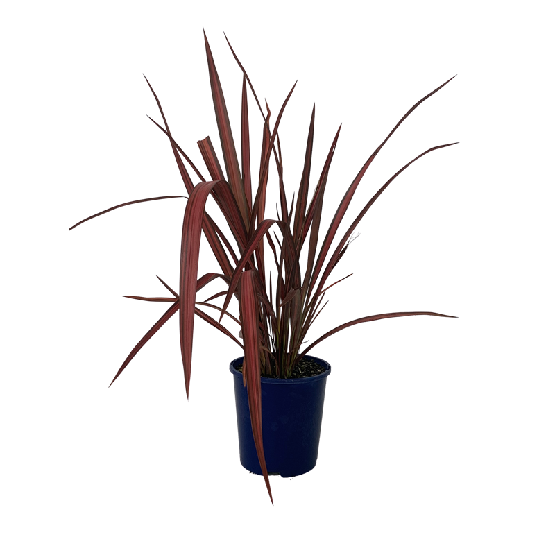 2l Flax Phormium Evening Glow Bunnings Warehouse