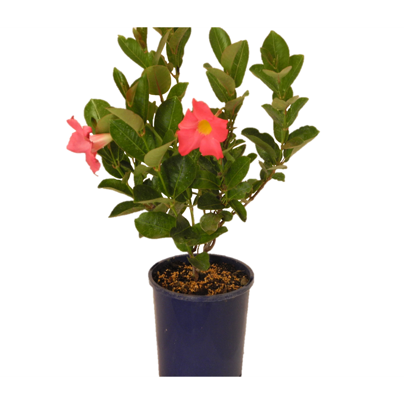 1 5l Dipladenia Red Riding Hood Mandevilla Bunnings Warehouse