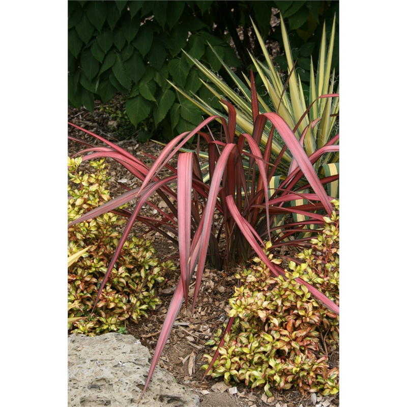 2l Flax Phormium Evening Glow Bunnings Warehouse